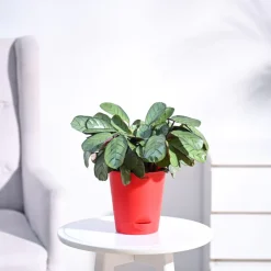 Calathea Prayer Plant - Medium