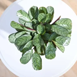 Calathea Prayer Plant - Medium