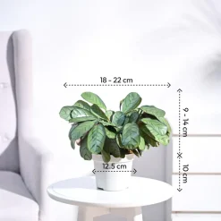 Calathea Prayer Plant - Medium