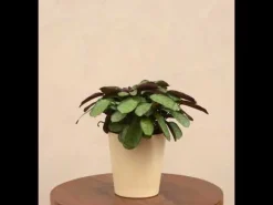 Calathea Prayer Plant - Medium