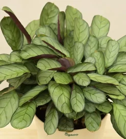Calathea Prayer Plant - Medium