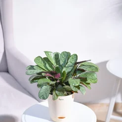 Calathea Prayer Plant - Medium