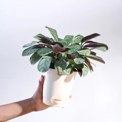 Calathea Prayer Plant - Medium