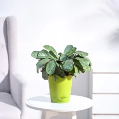 Calathea Prayer Plant - Medium