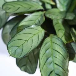 Calathea Prayer Plant - Medium