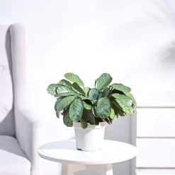Calathea Prayer Plant - Medium