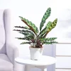 Calathea Rattlesnake Plant