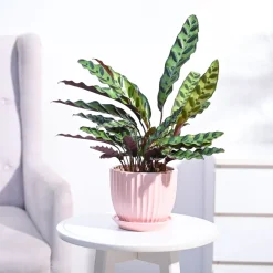 Calathea Rattlesnake Plant