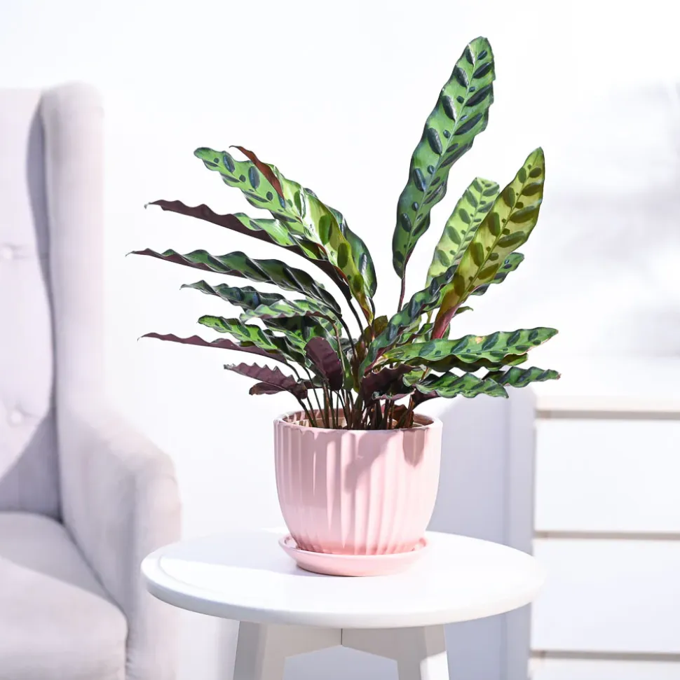 Calathea Rattlesnake Plant