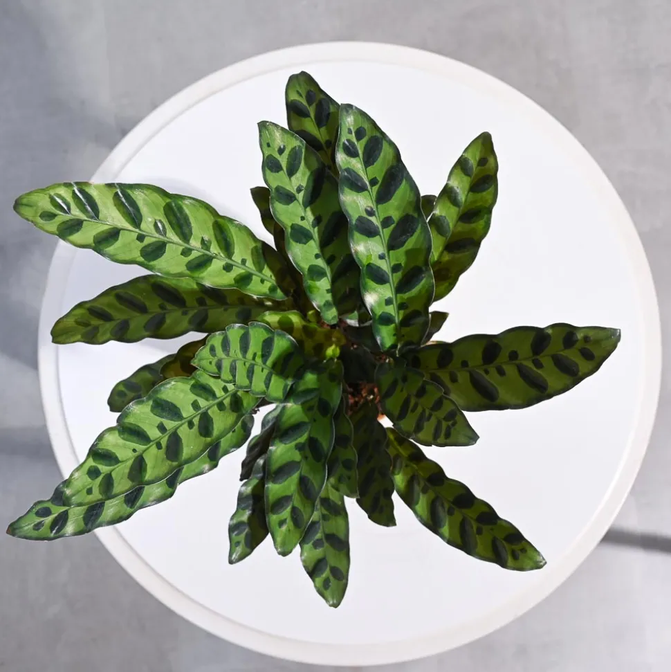 Calathea Rattlesnake Plant