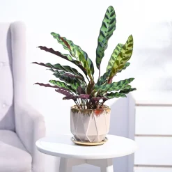 Calathea Rattlesnake Plant