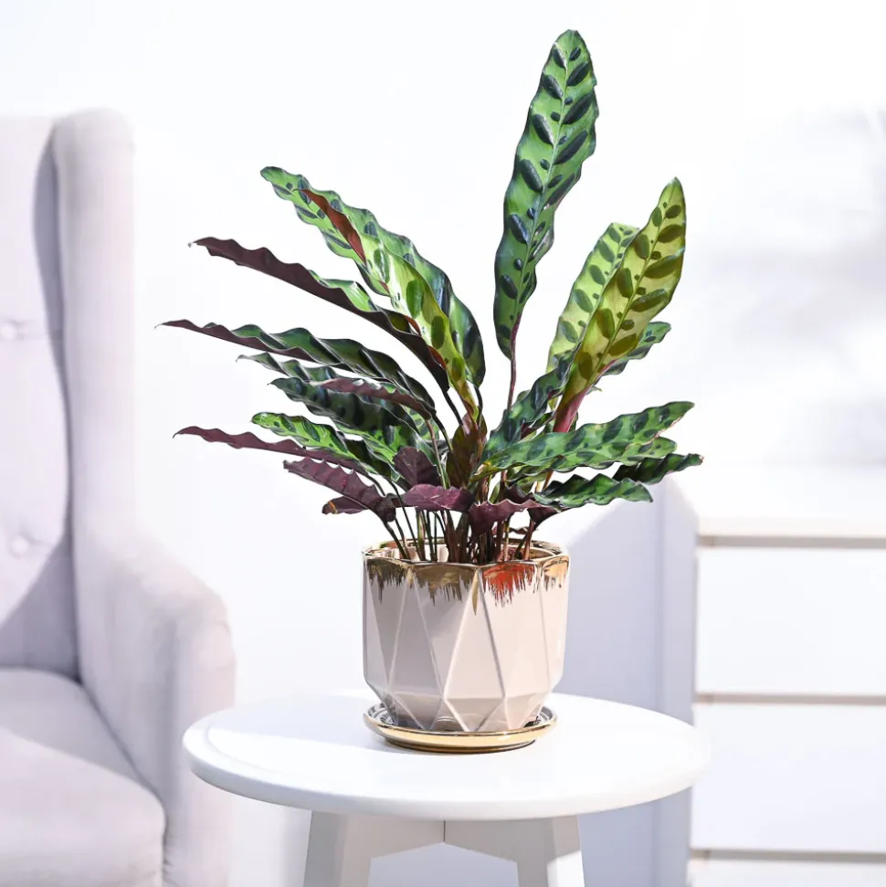 Calathea Rattlesnake Plant