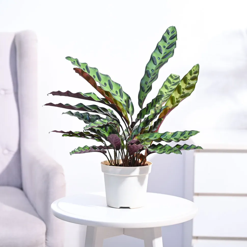Calathea Rattlesnake Plant