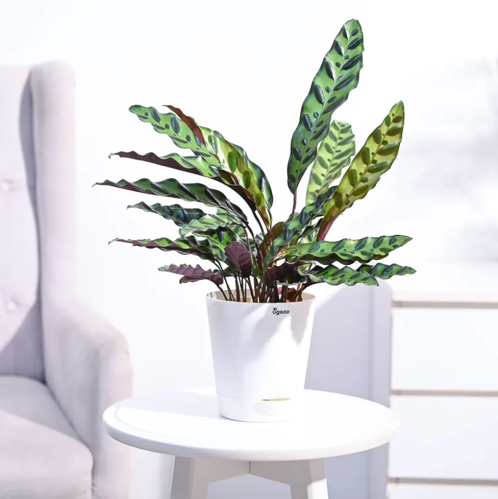 Calathea Rattlesnake Plant