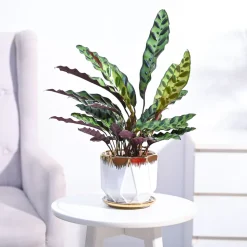 Calathea Rattlesnake Plant
