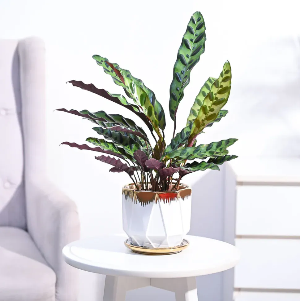 Calathea Rattlesnake Plant