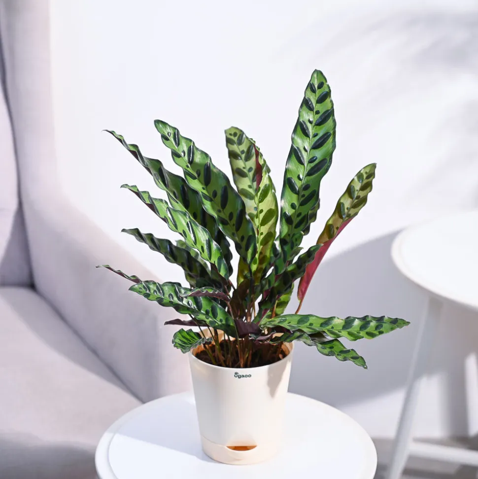Calathea Rattlesnake Plant