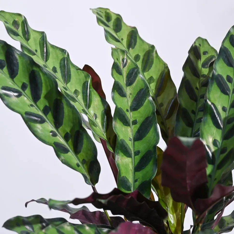 Calathea Rattlesnake Plant