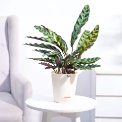 Calathea Rattlesnake Plant