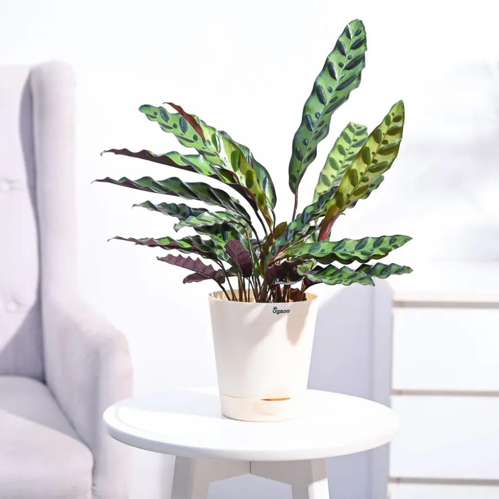 Calathea Rattlesnake Plant