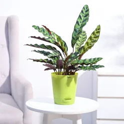 Calathea Rattlesnake Plant