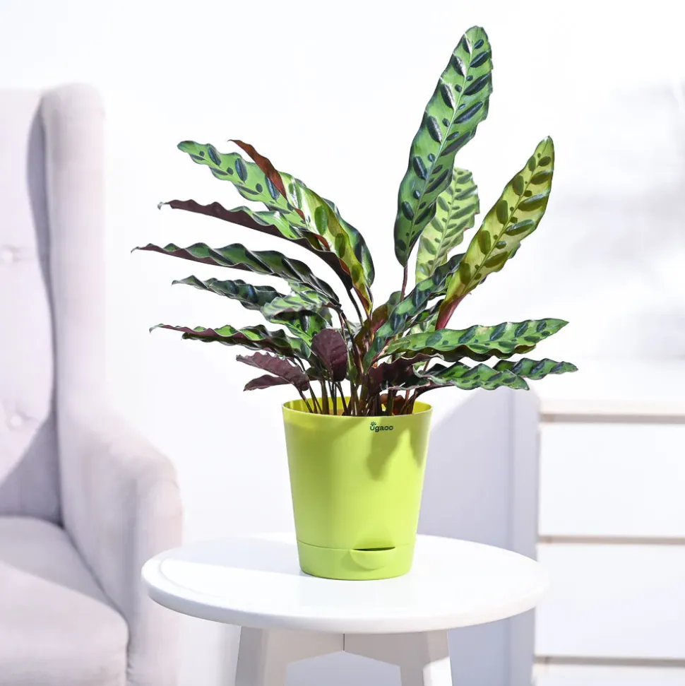 Calathea Rattlesnake Plant