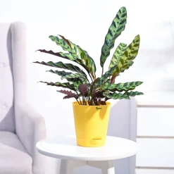 Calathea Rattlesnake Plant