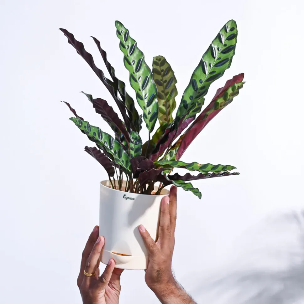 Calathea Rattlesnake Plant