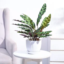 Calathea Rattlesnake Plant