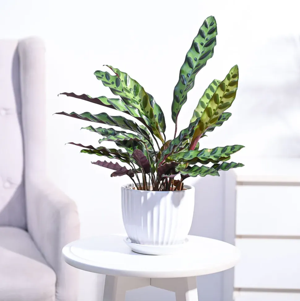 Calathea Rattlesnake Plant