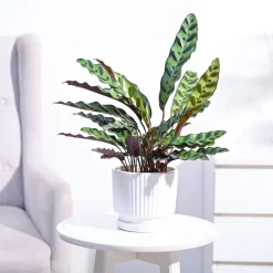 Calathea Rattlesnake Plant