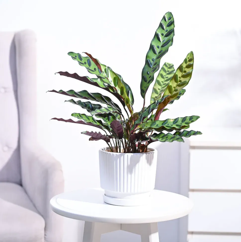 Calathea Rattlesnake Plant