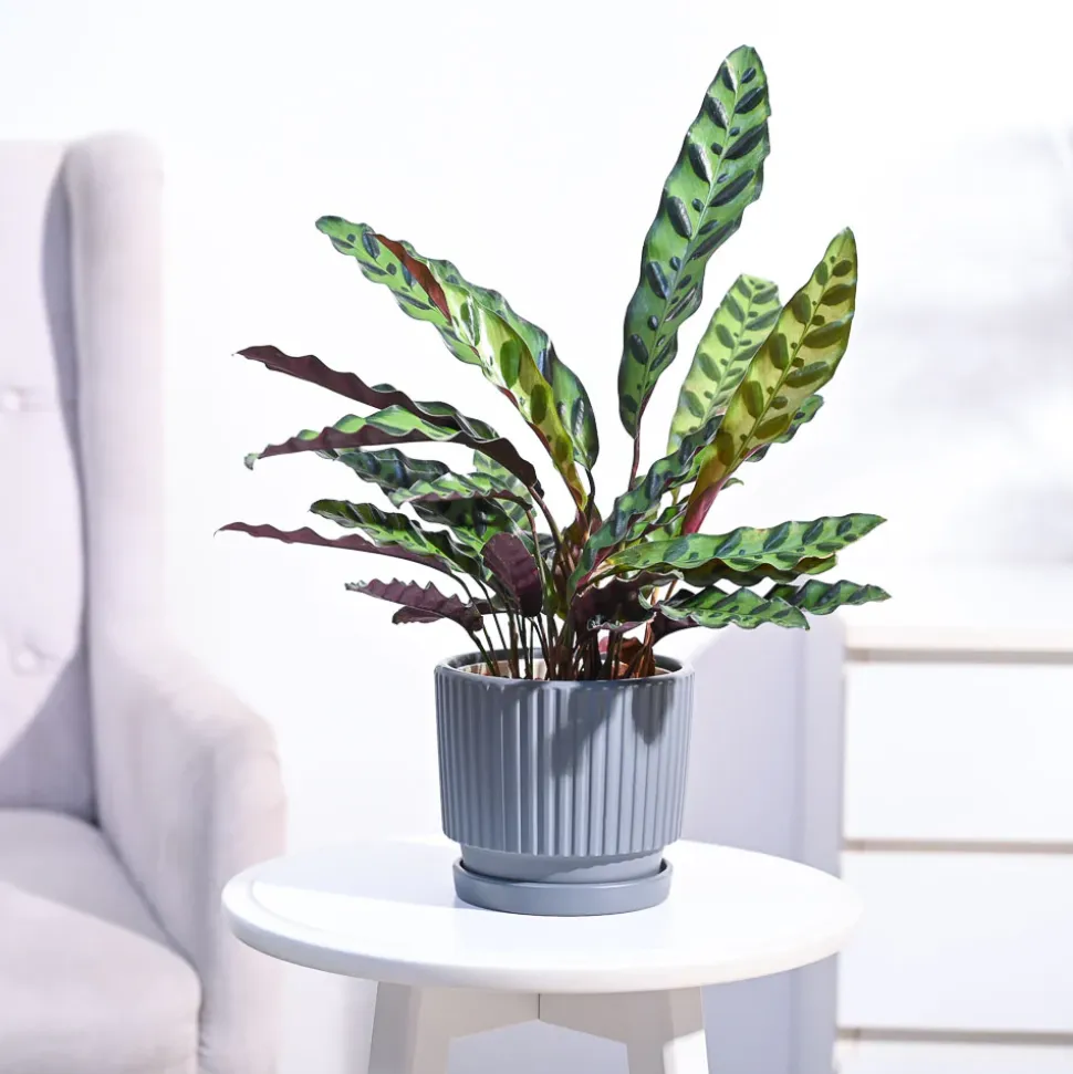 Calathea Rattlesnake Plant