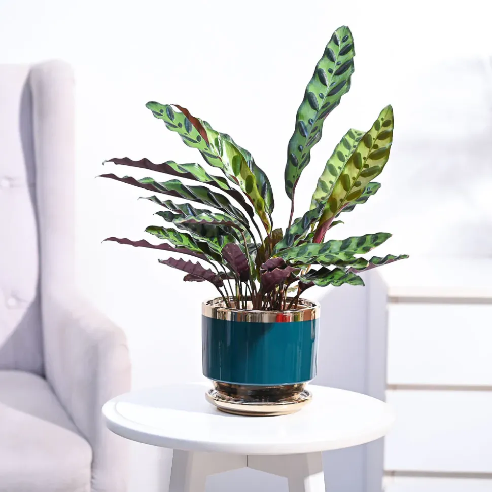 Calathea Rattlesnake Plant