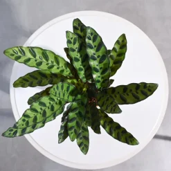 Calathea Rattlesnake Plant