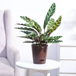 Calathea Rattlesnake Plant