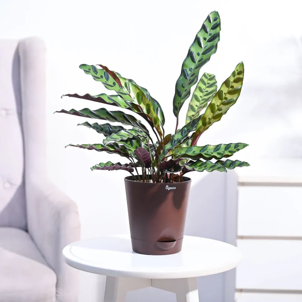 Calathea Rattlesnake Plant