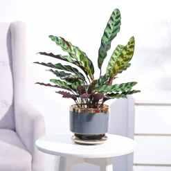 Calathea Rattlesnake Plant