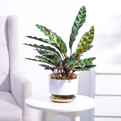Calathea Rattlesnake Plant
