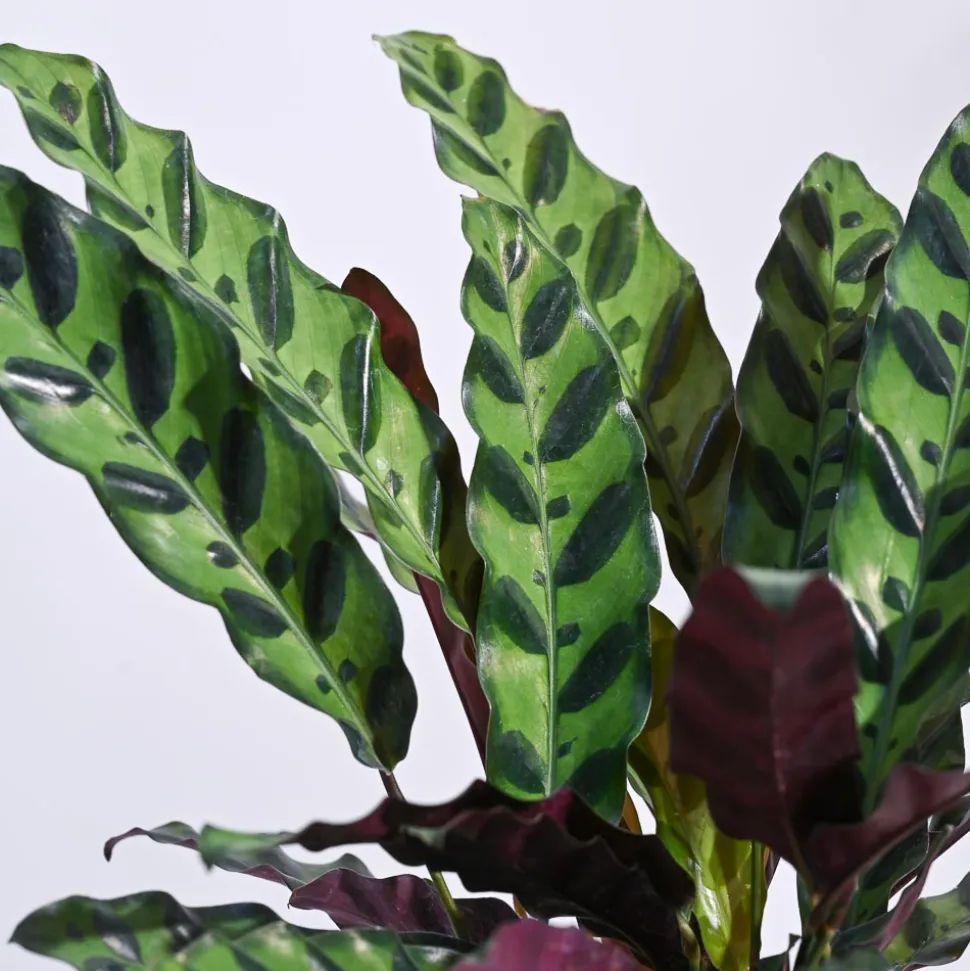 Calathea Rattlesnake Plant