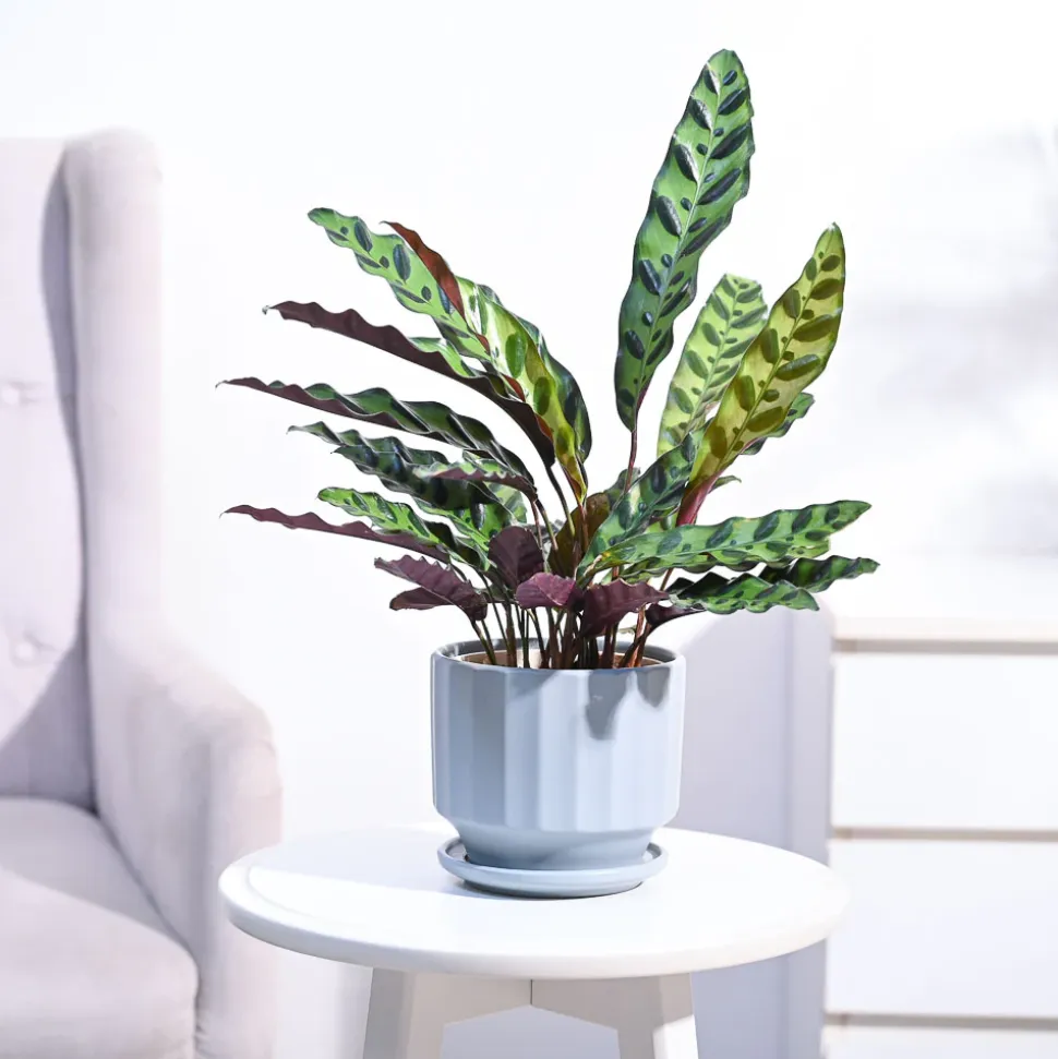 Calathea Rattlesnake Plant