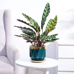 Calathea Rattlesnake Plant