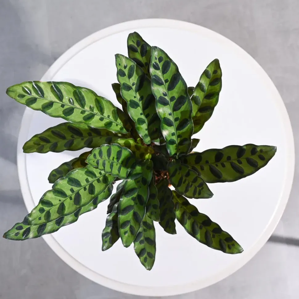 Calathea Rattlesnake Plant
