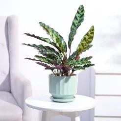 Calathea Rattlesnake Plant