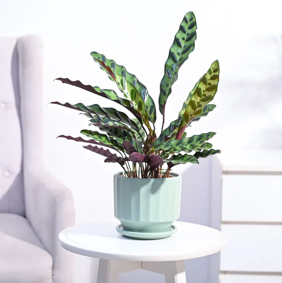 Calathea Rattlesnake Plant