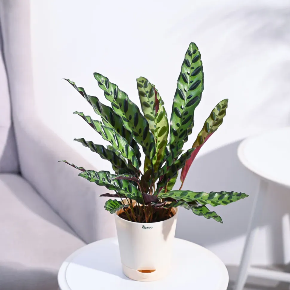 Calathea Rattlesnake Plant