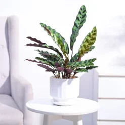 Calathea Rattlesnake Plant