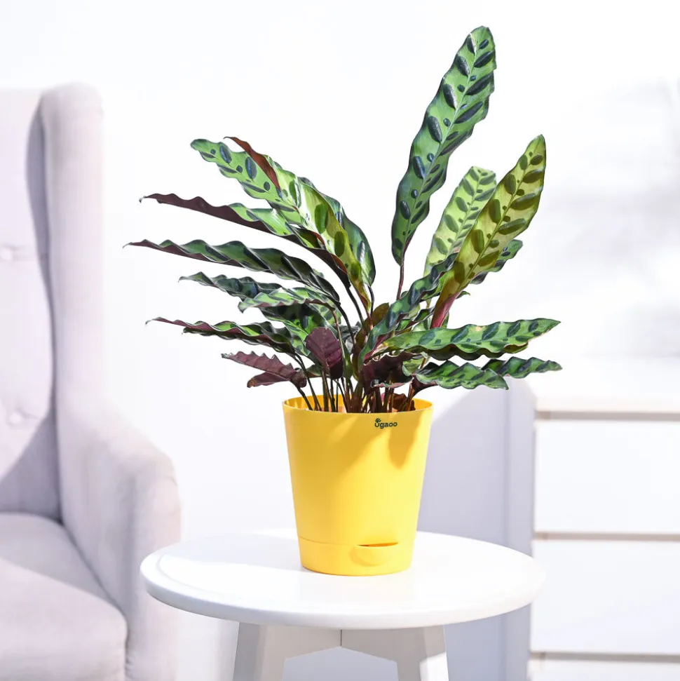 Calathea Rattlesnake Plant