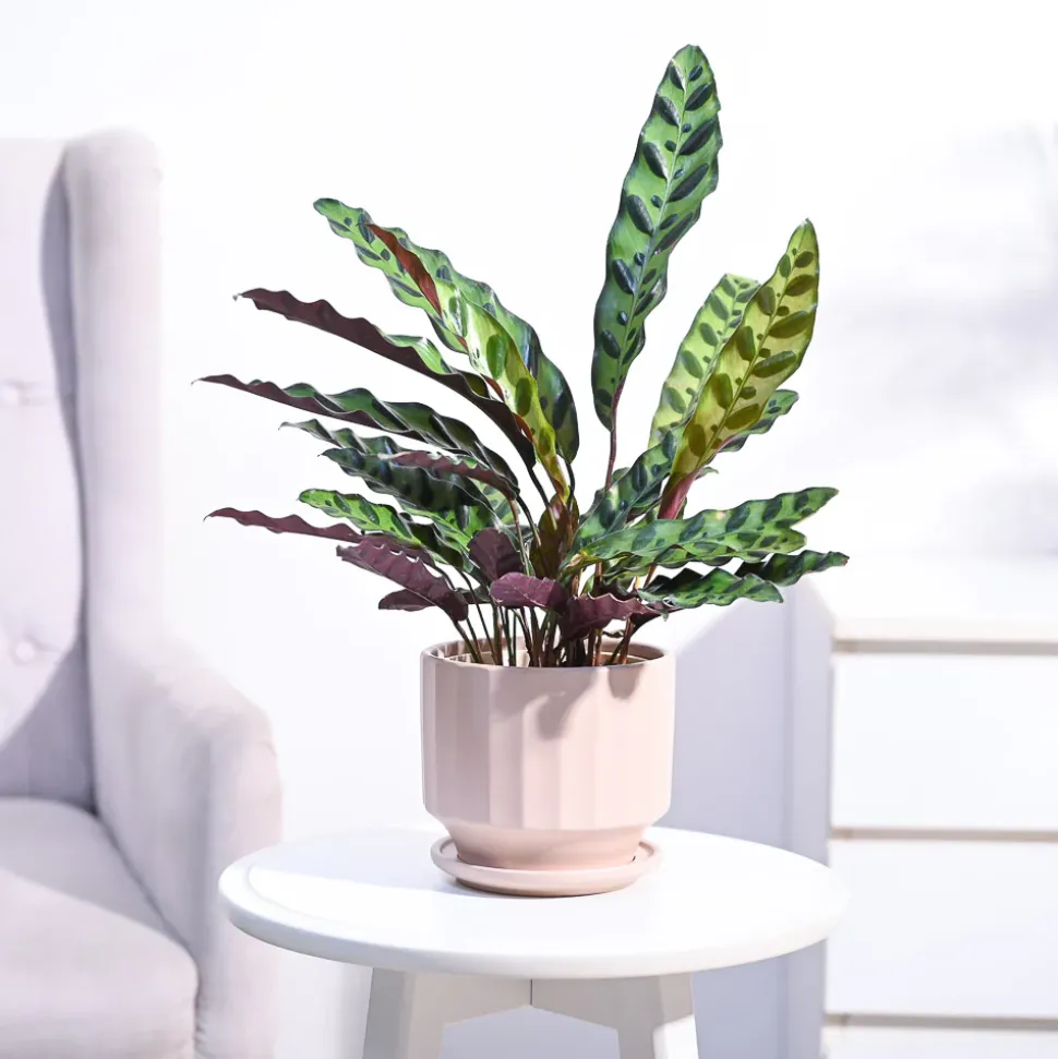 Calathea Rattlesnake Plant