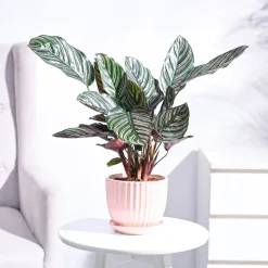 Calathea Sanderiana